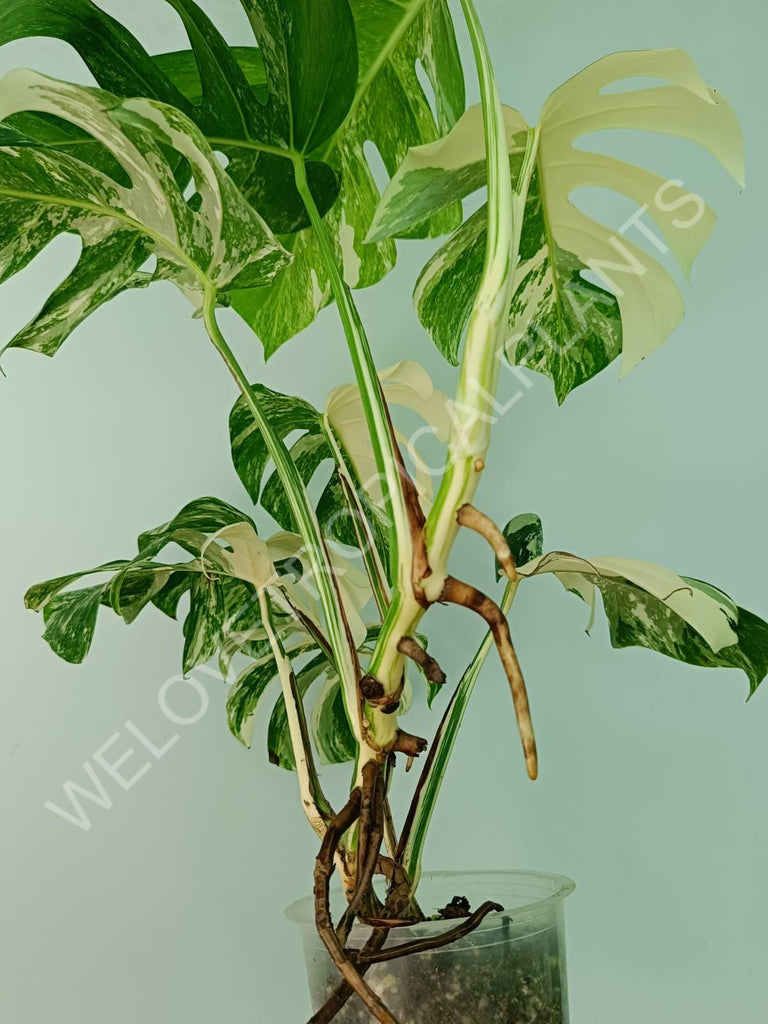 Monstera variegata albo