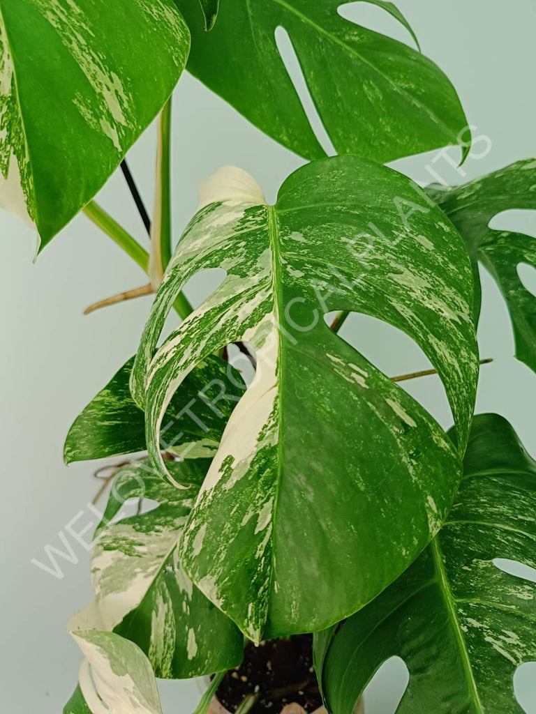 Monstera variegata albov