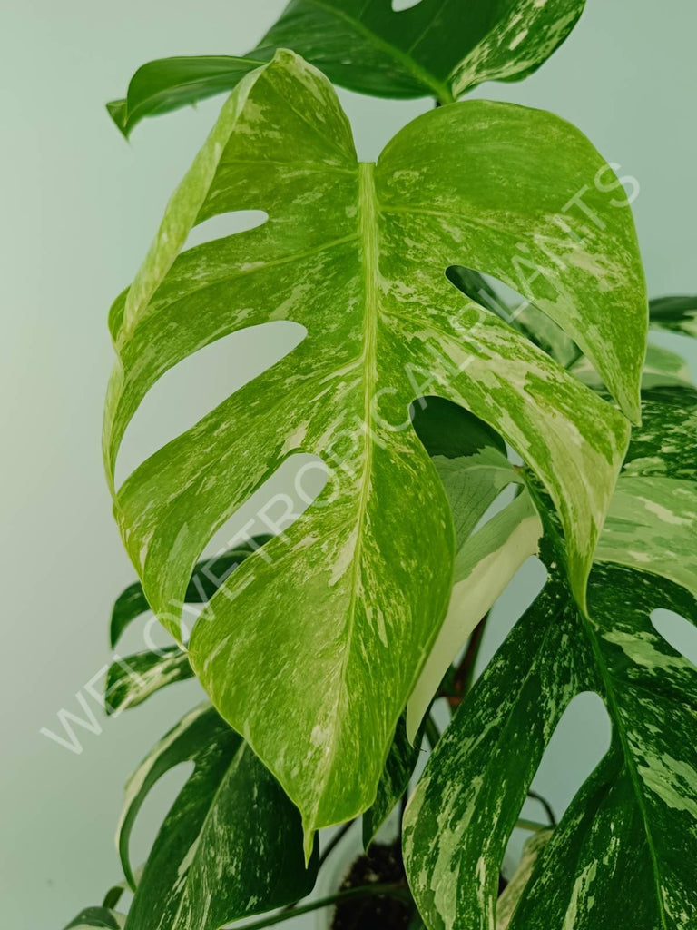 Monstera variegata albo