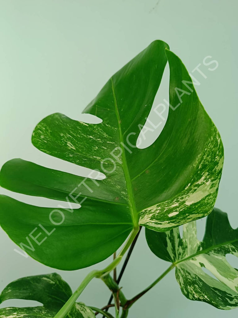 Monstera variegata albo