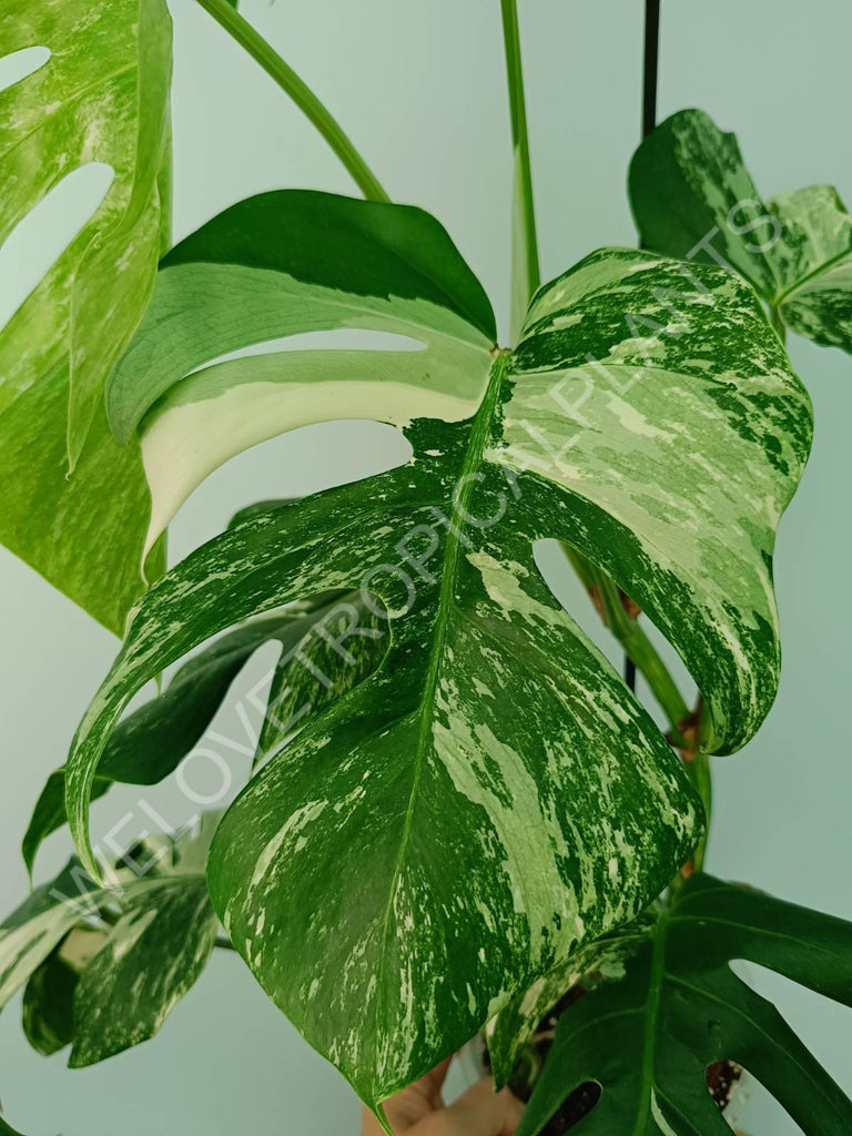 Monstera variegata albo