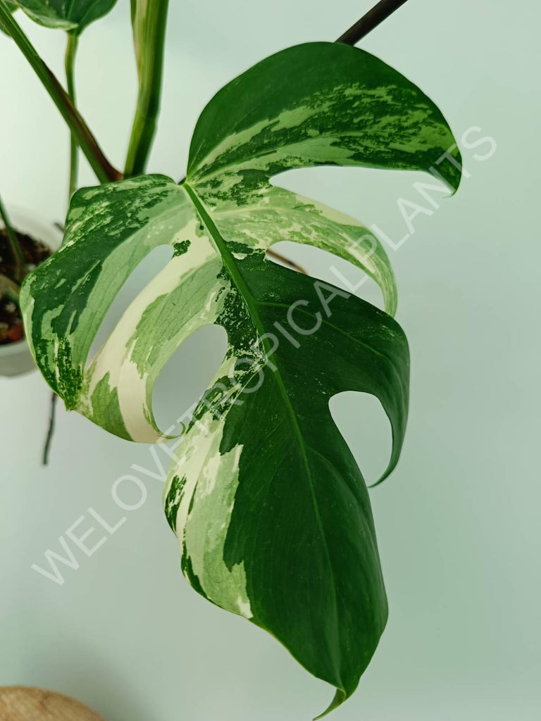 Monstera variegata albo