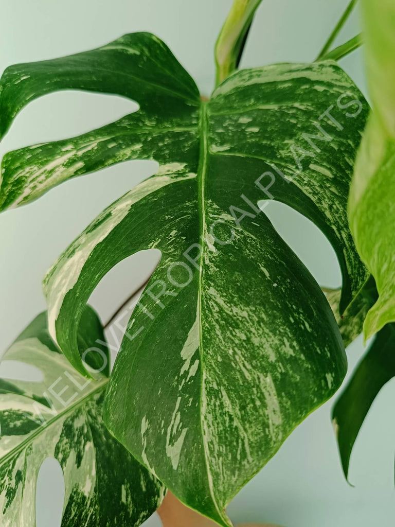 Monstera variegata albo