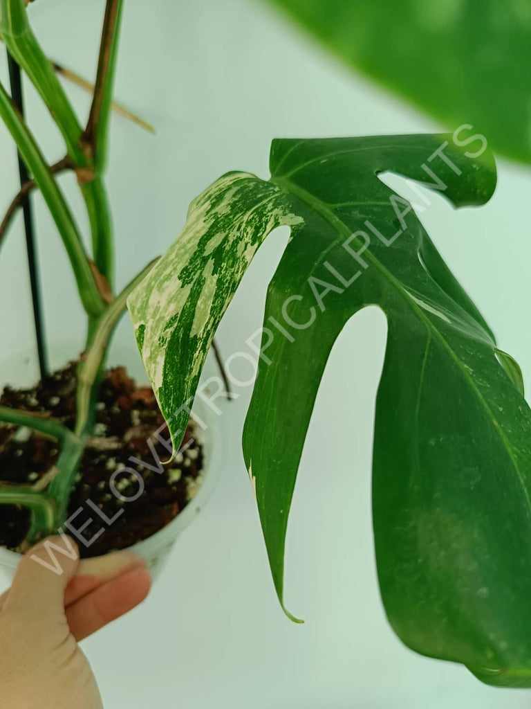 Monstera variegata albo