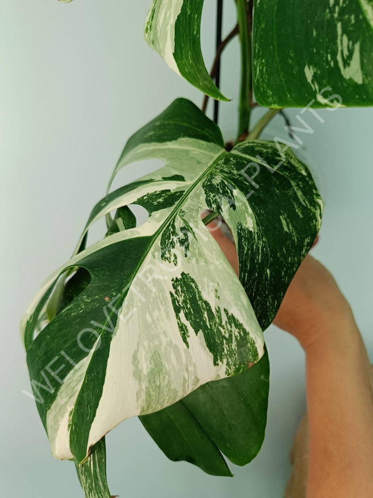 Monstera variegata albo