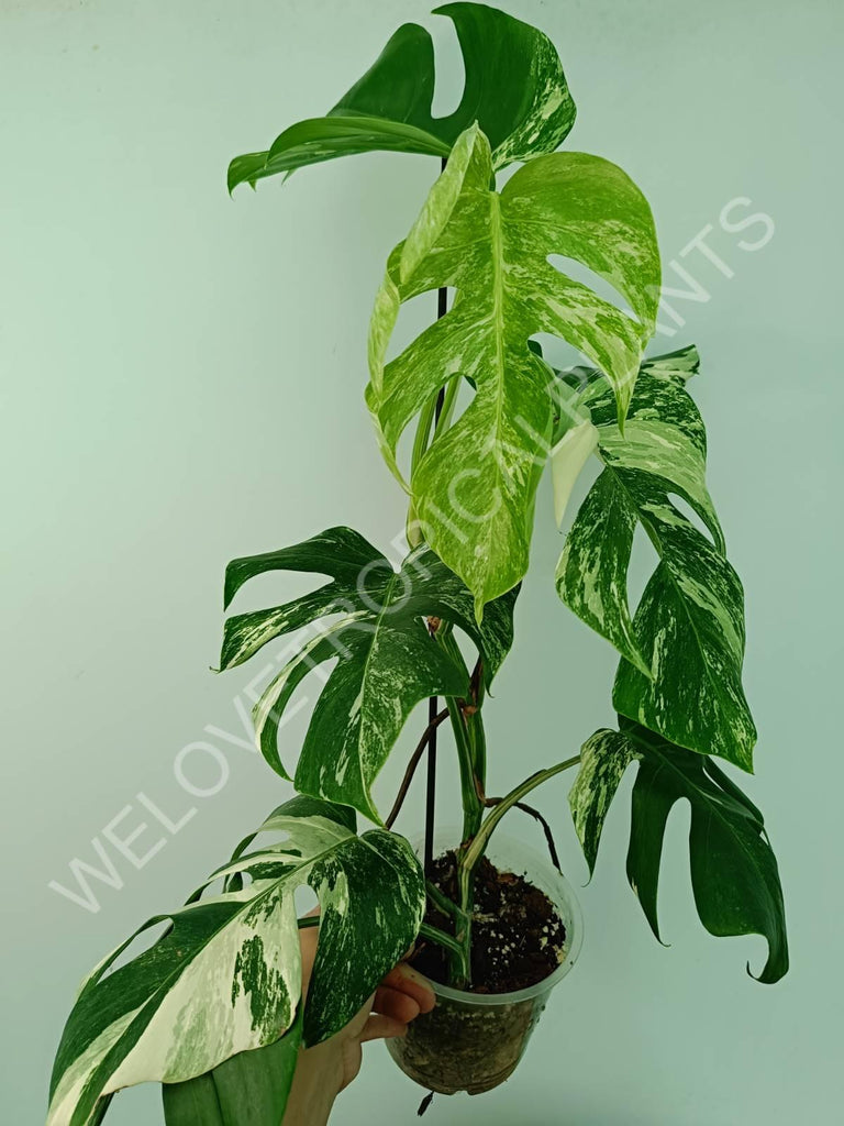 Monstera variegata albo