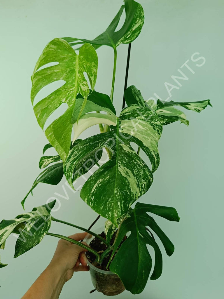 Monstera variegata albo