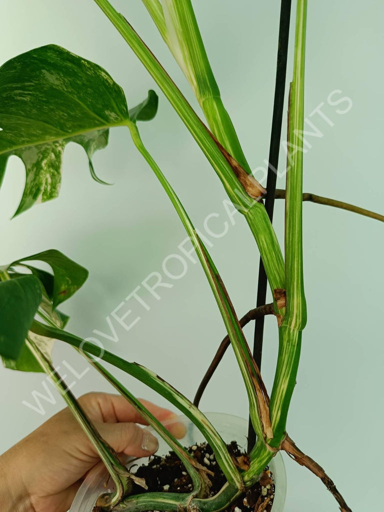 Monstera variegata albo