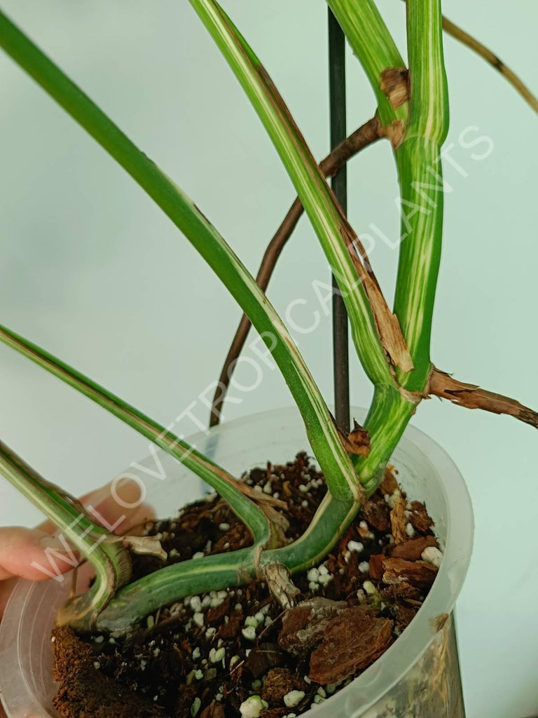 Monstera variegata albo