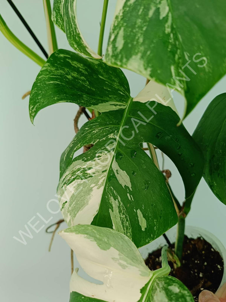 Monstera variegata albo