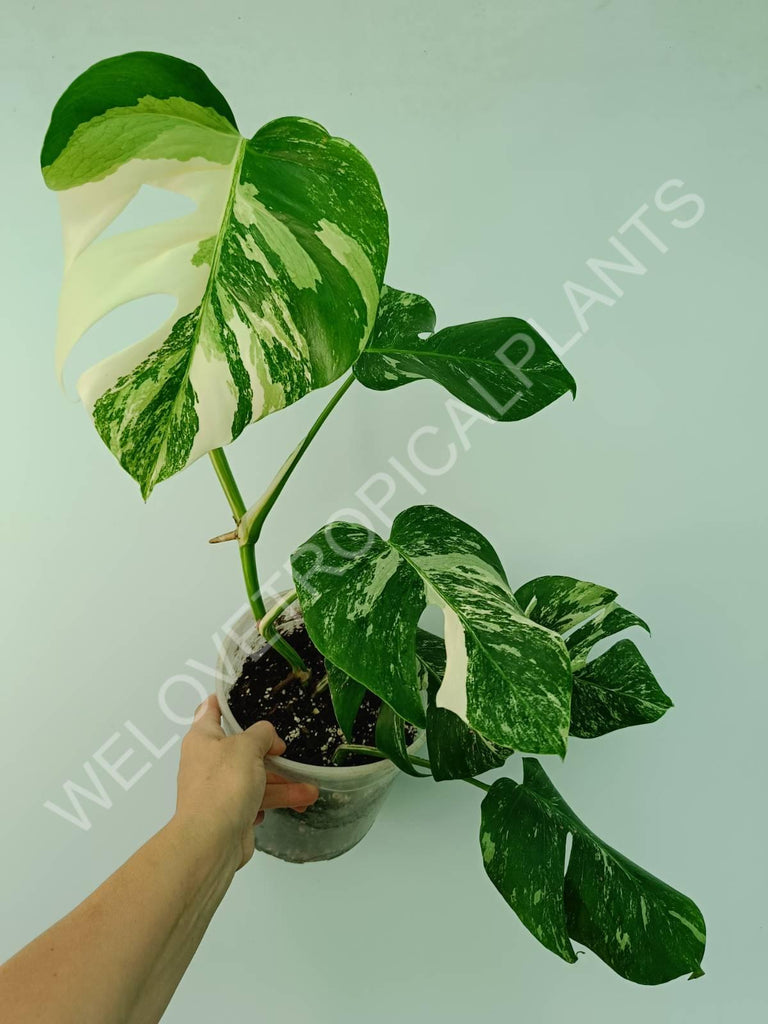 Monstera variegata albo