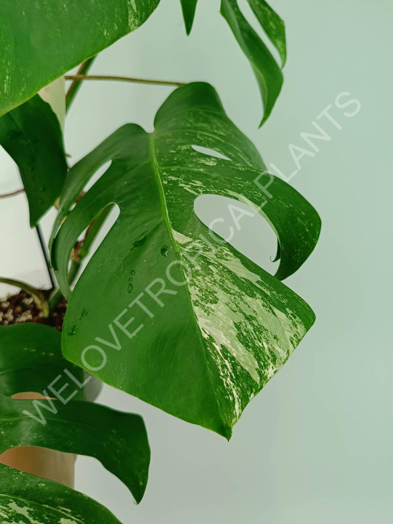 Monstera variegata albo