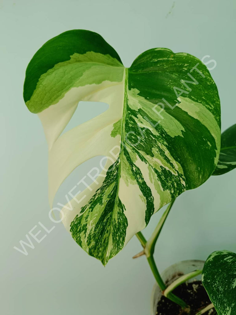 Monstera variegata albo