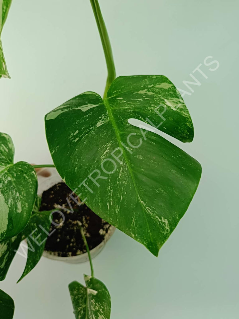 Monstera variegata albo