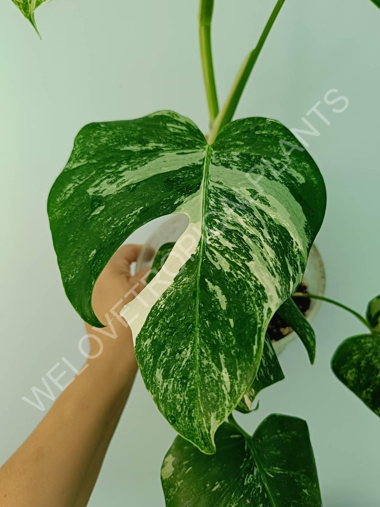 Monstera variegata albo