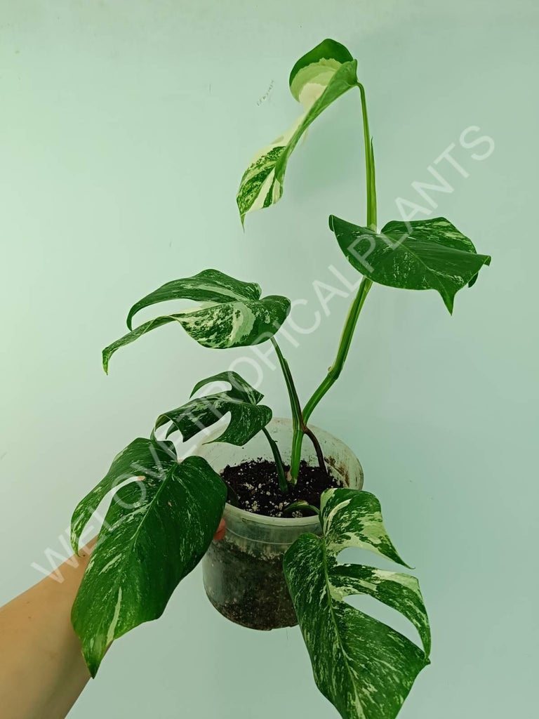 Monstera variegata albo