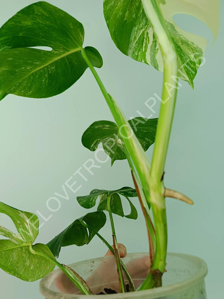 Monstera variegata albo