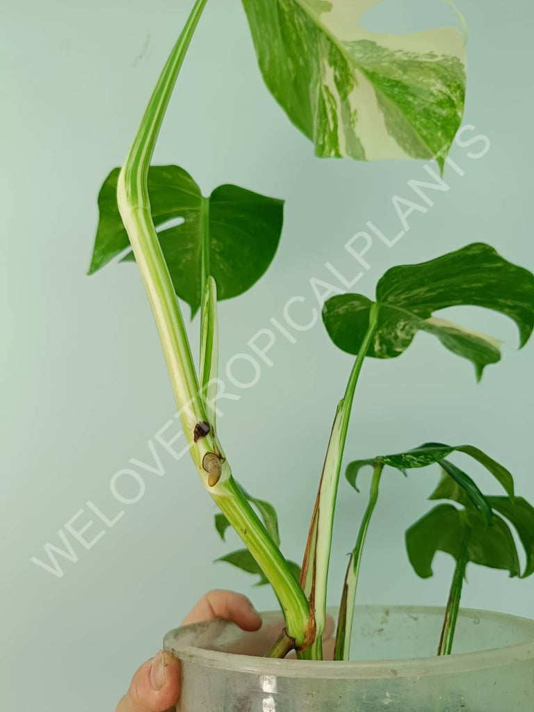 Monstera variegata albo