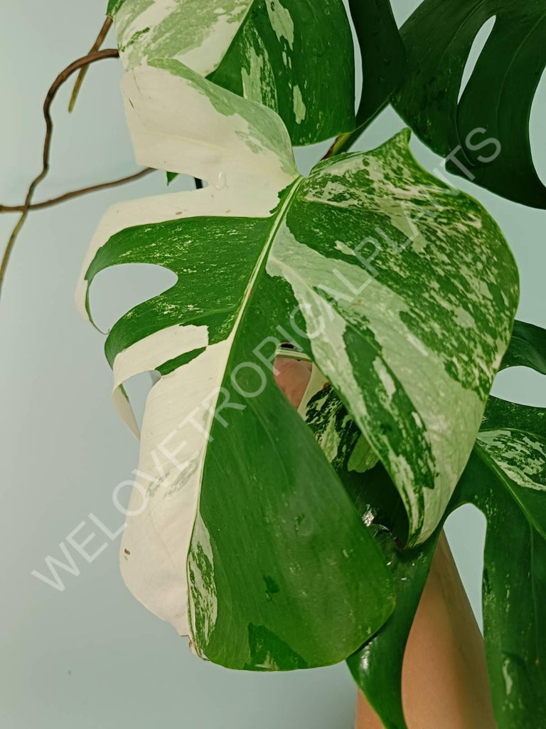 Monstera variegata albo