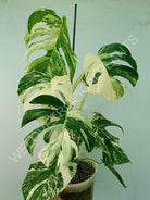 Monstera variegata albo