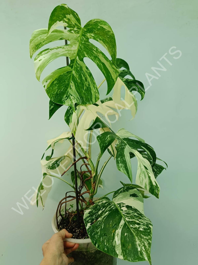 Monstera variegata albo