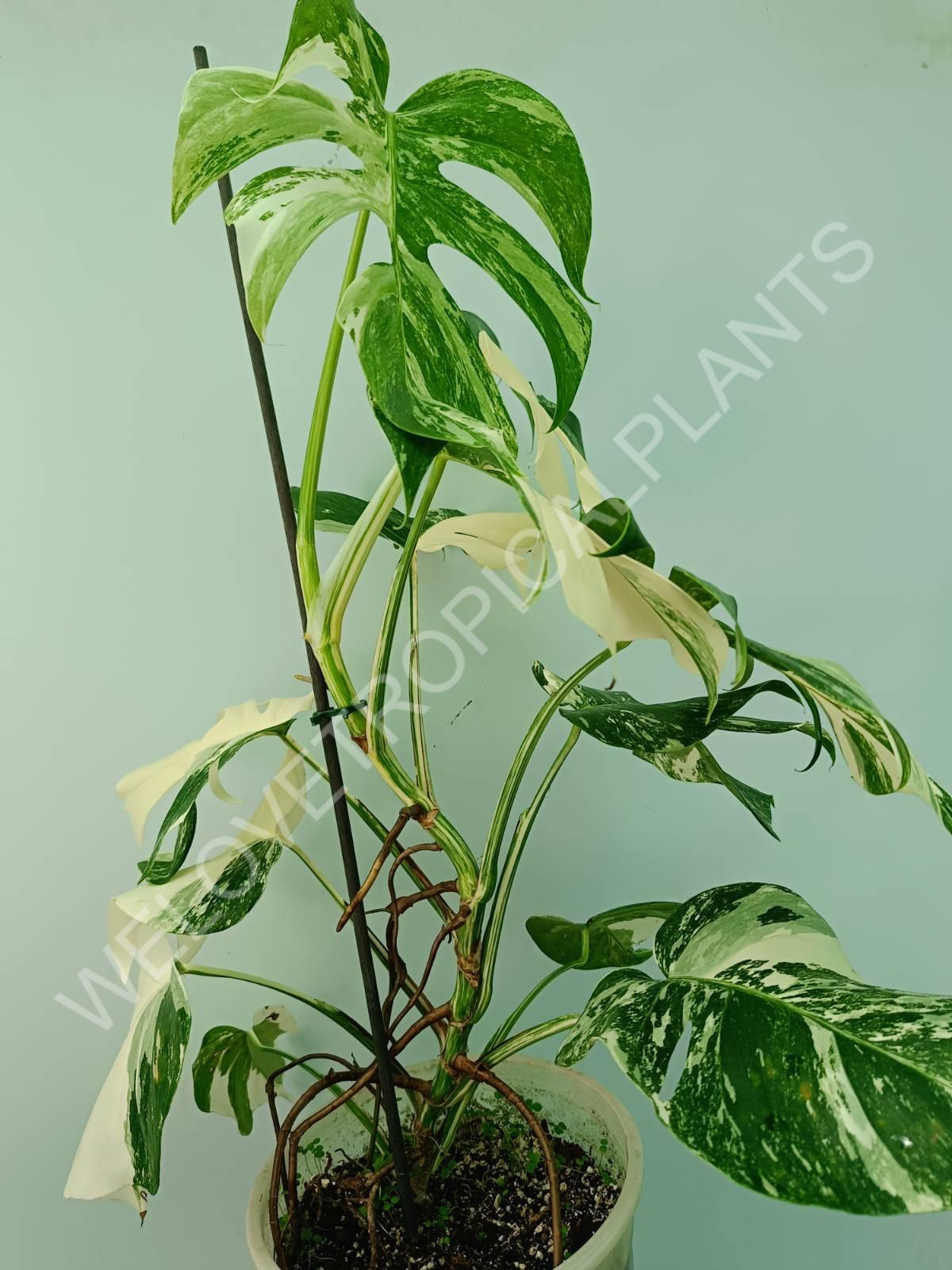 Monstera variegata albo