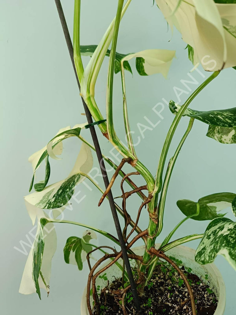 Monstera variegata albo