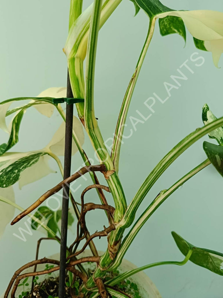 Monstera variegata albo