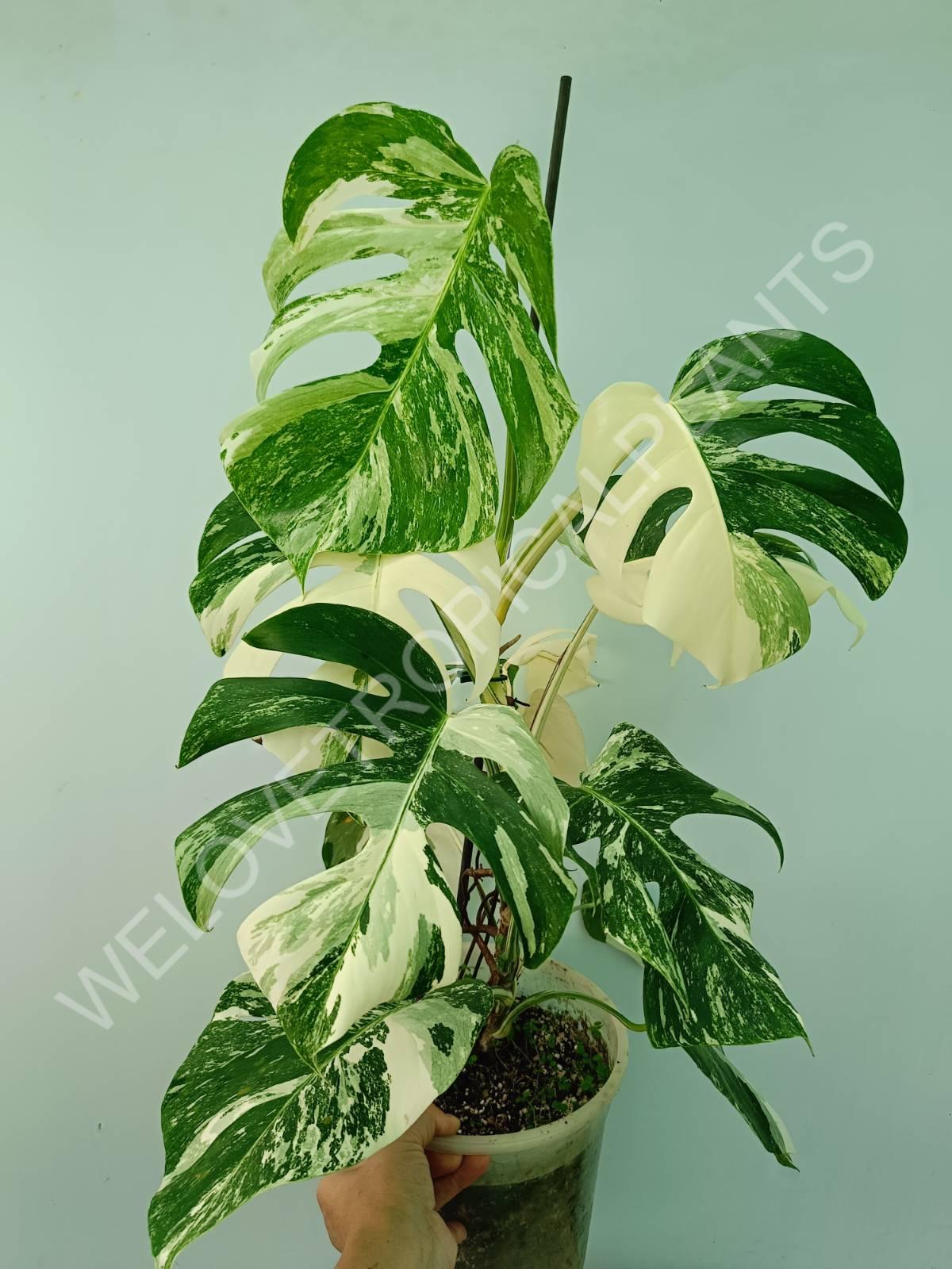 Monstera variegata albo