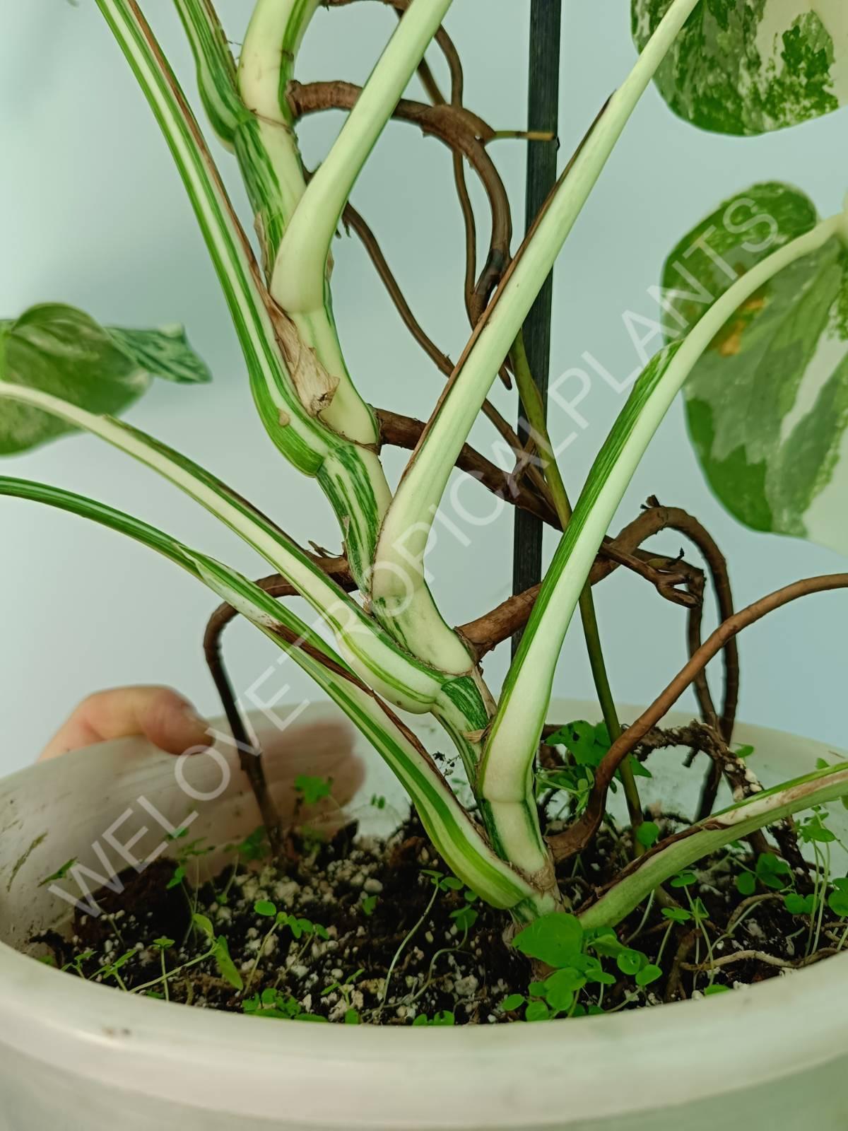 Monstera variegata albo