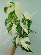 Monstera variegata albo