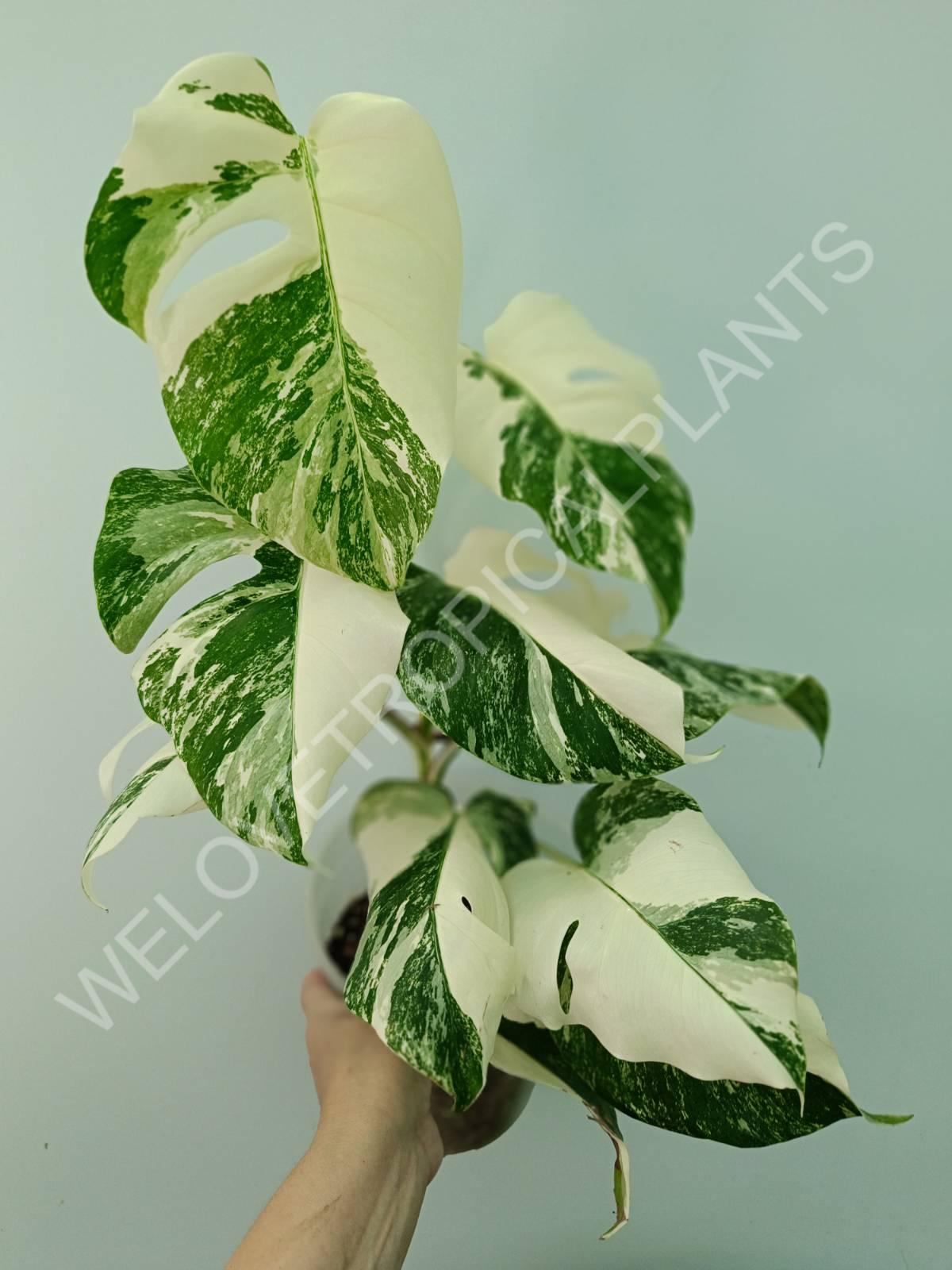 Monstera variegata albo