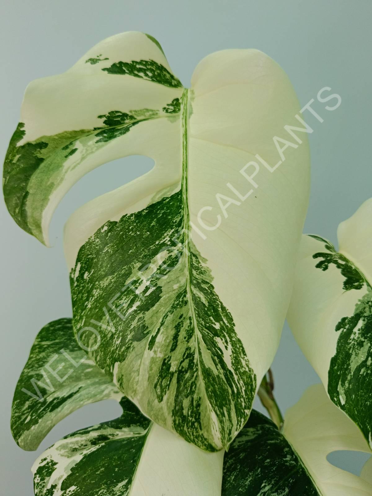 Monstera variegata albo