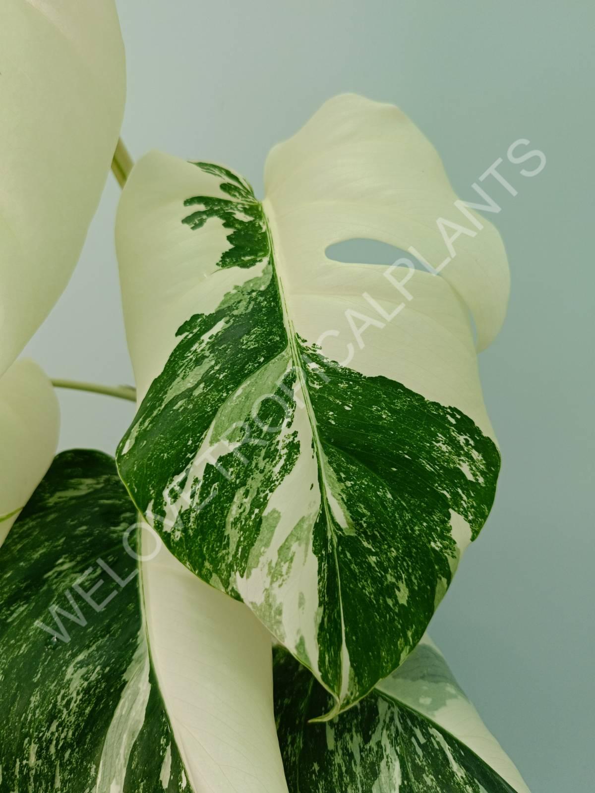 Monstera variegata albo