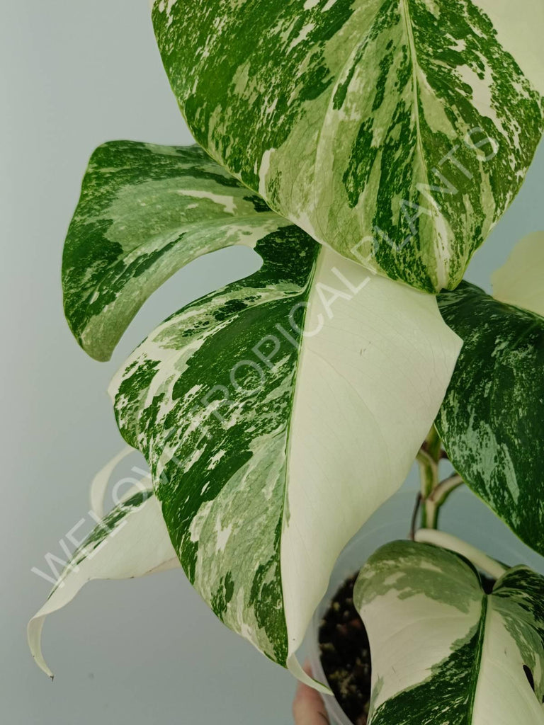 Monstera variegata albo