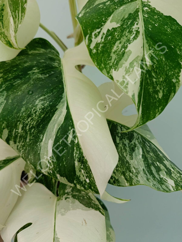 Monstera variegata albo