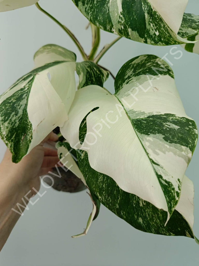 Monstera variegata albo