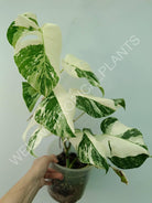 Monstera variegata albo