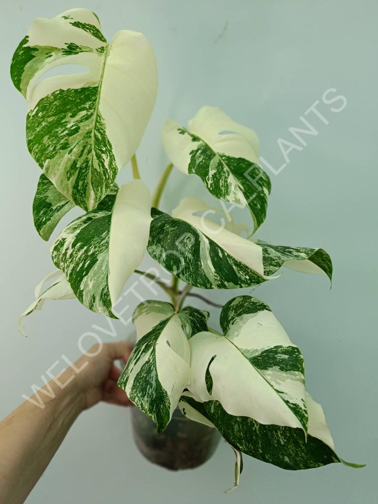 Monstera variegata albo