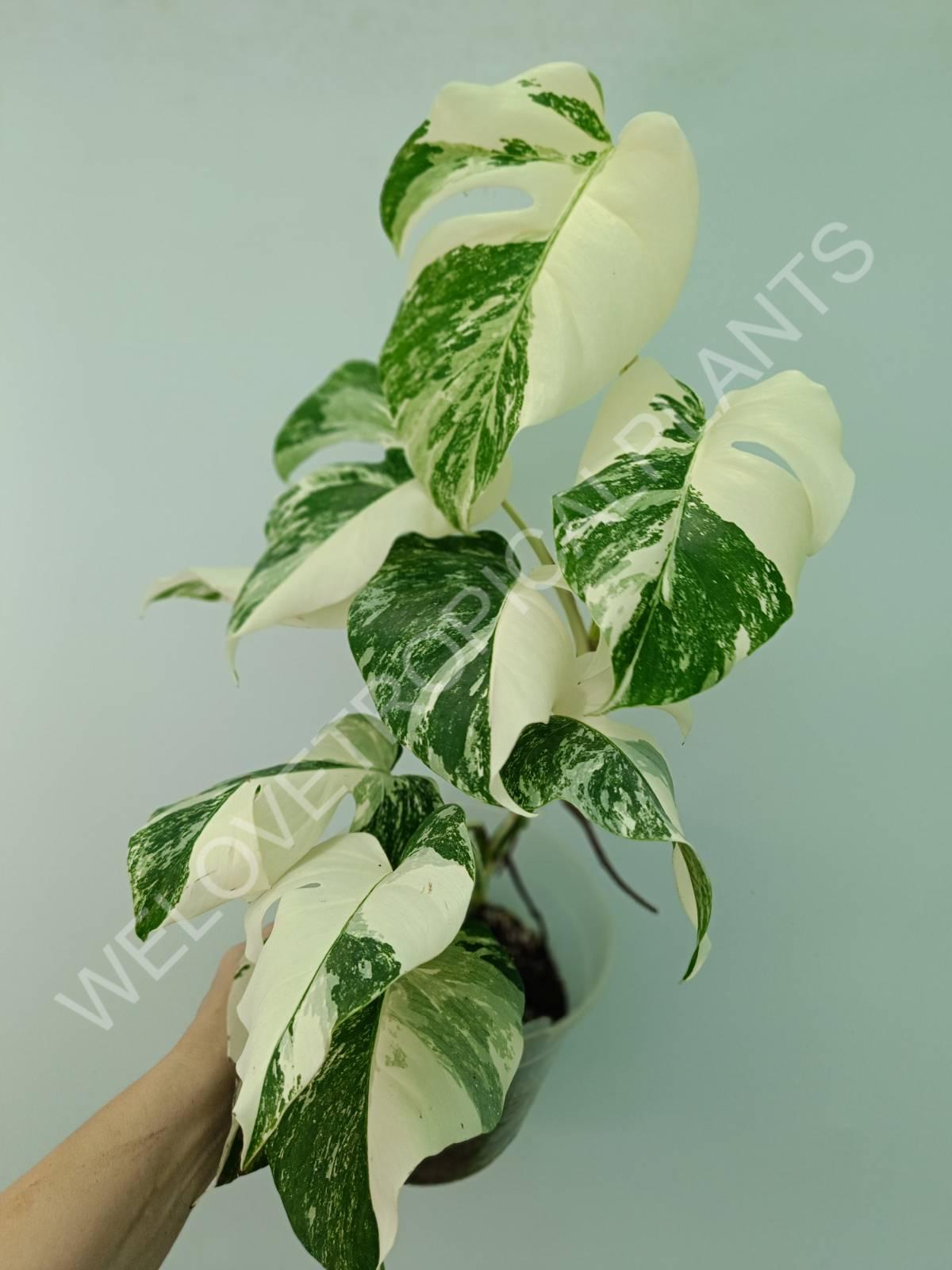 Monstera variegata albo