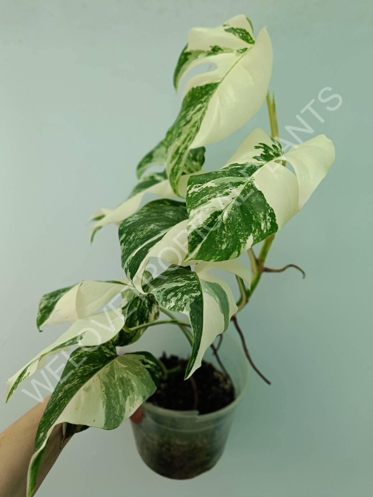 Monstera variegata albo