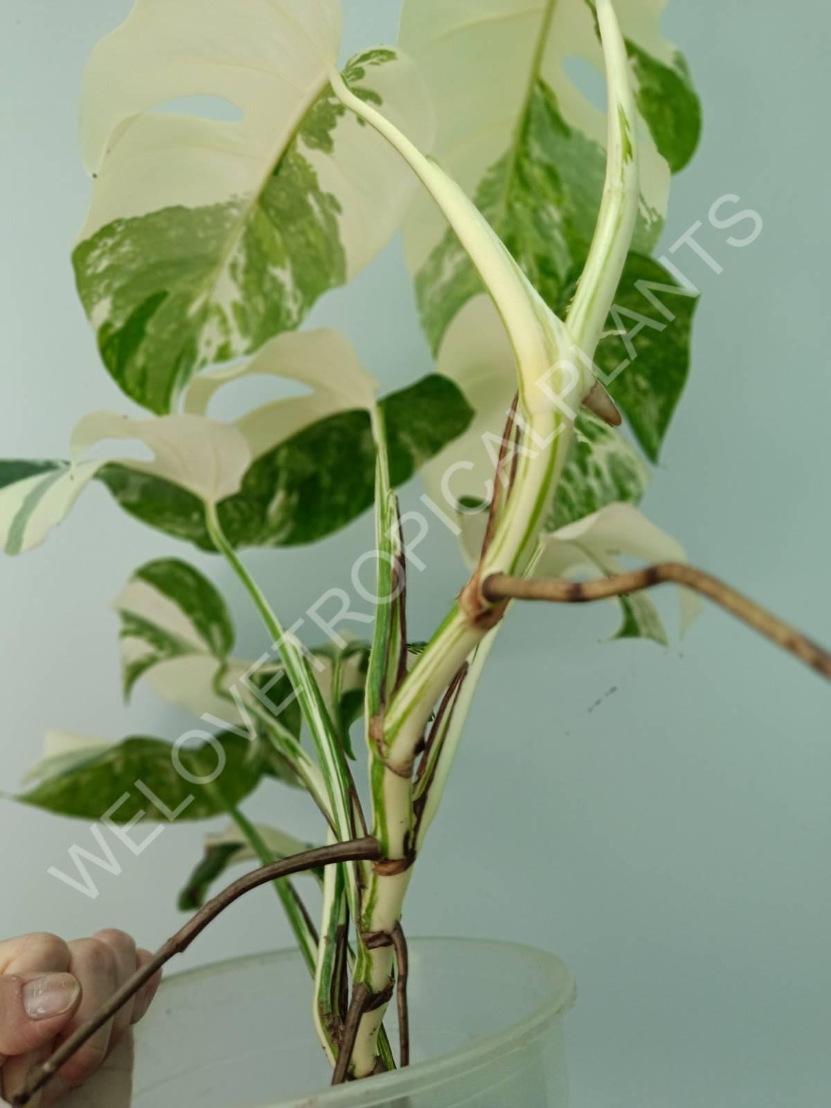 Monstera variegata albo