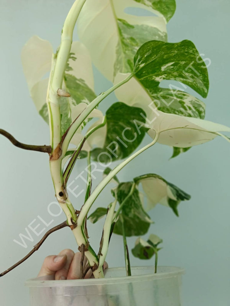 Monstera variegata albo