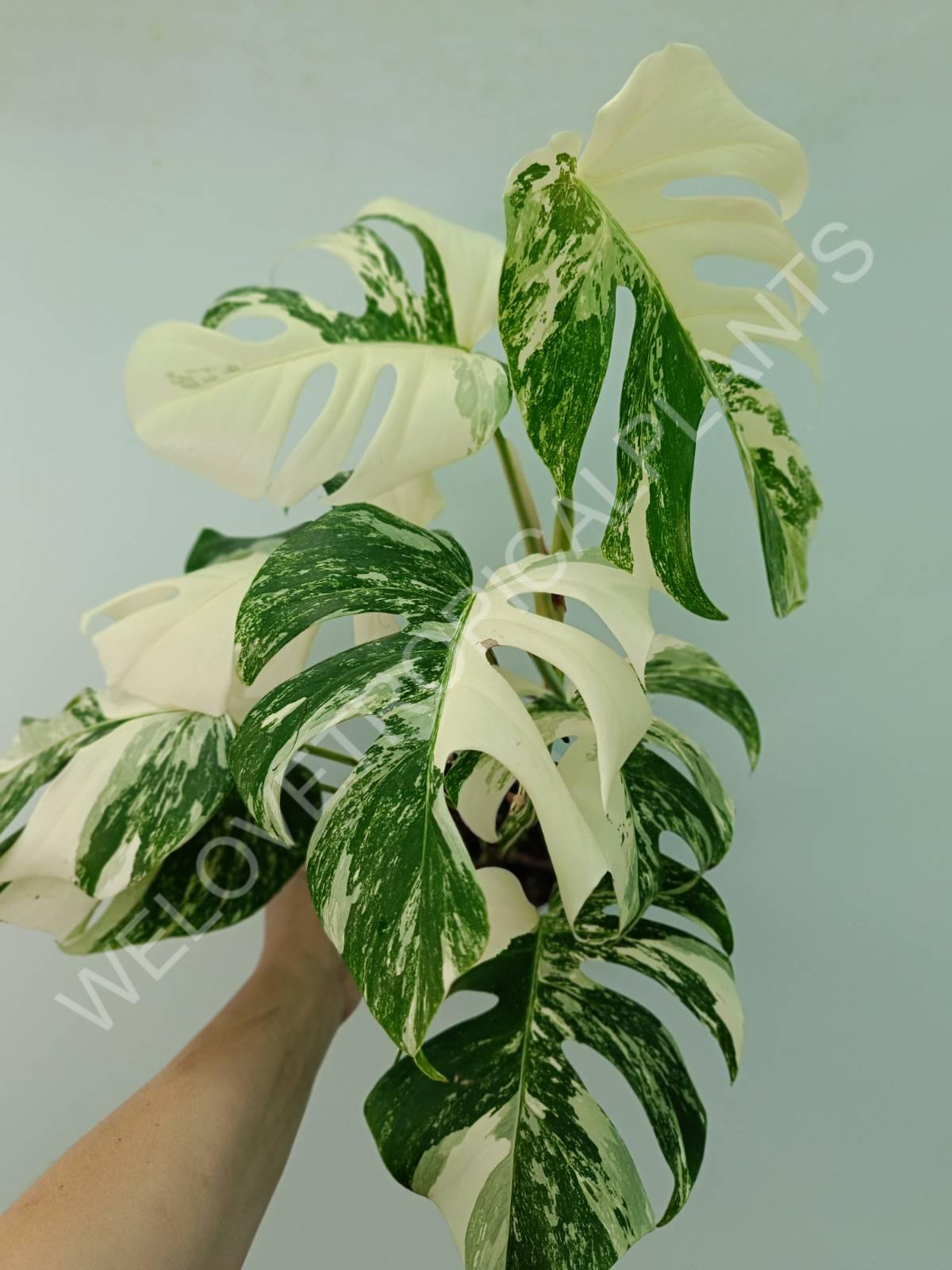 Monstera variegata albo