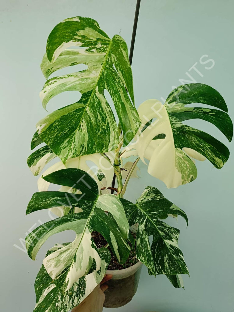 Monstera variegata albo