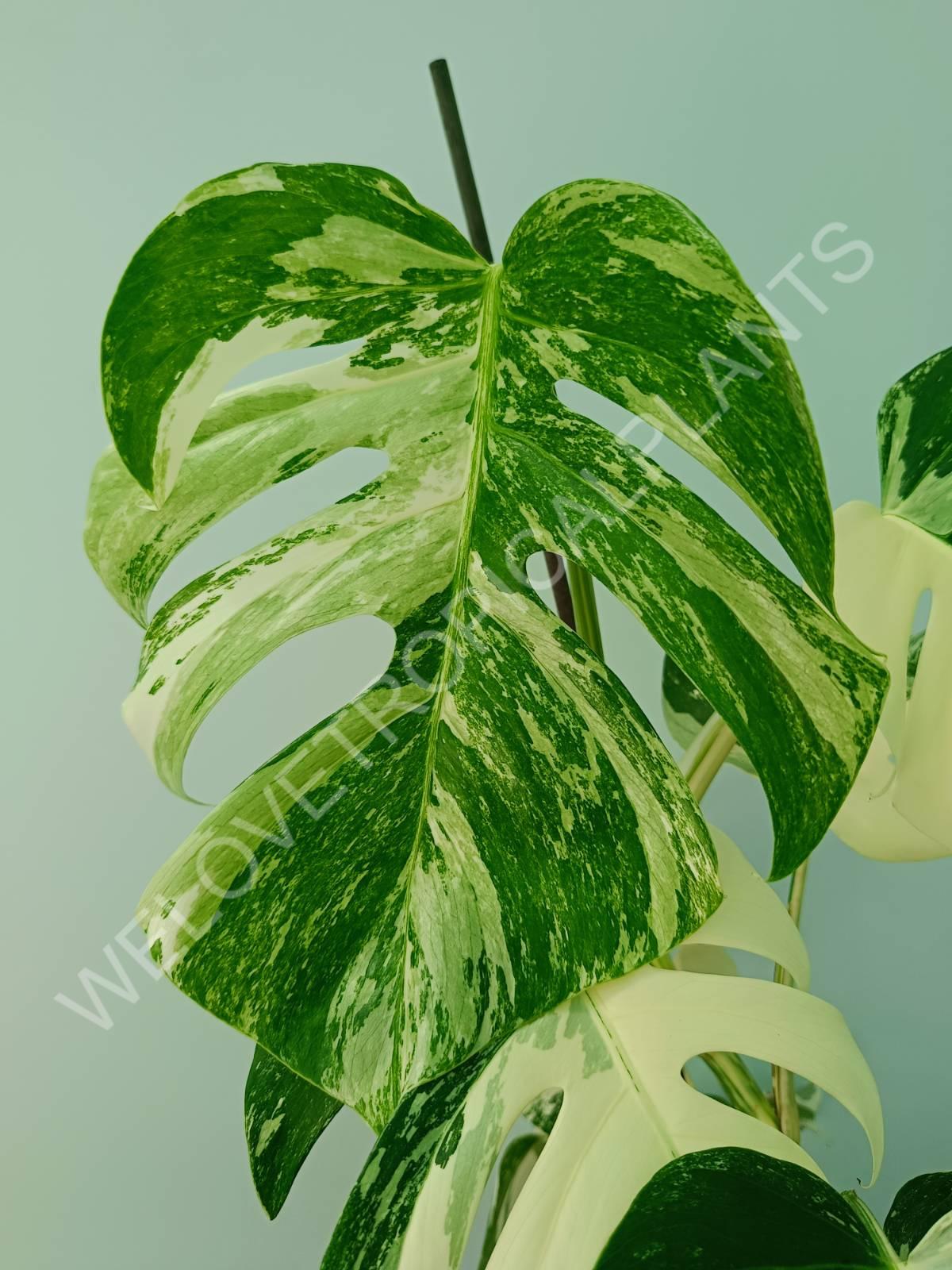 Monstera variegata albo