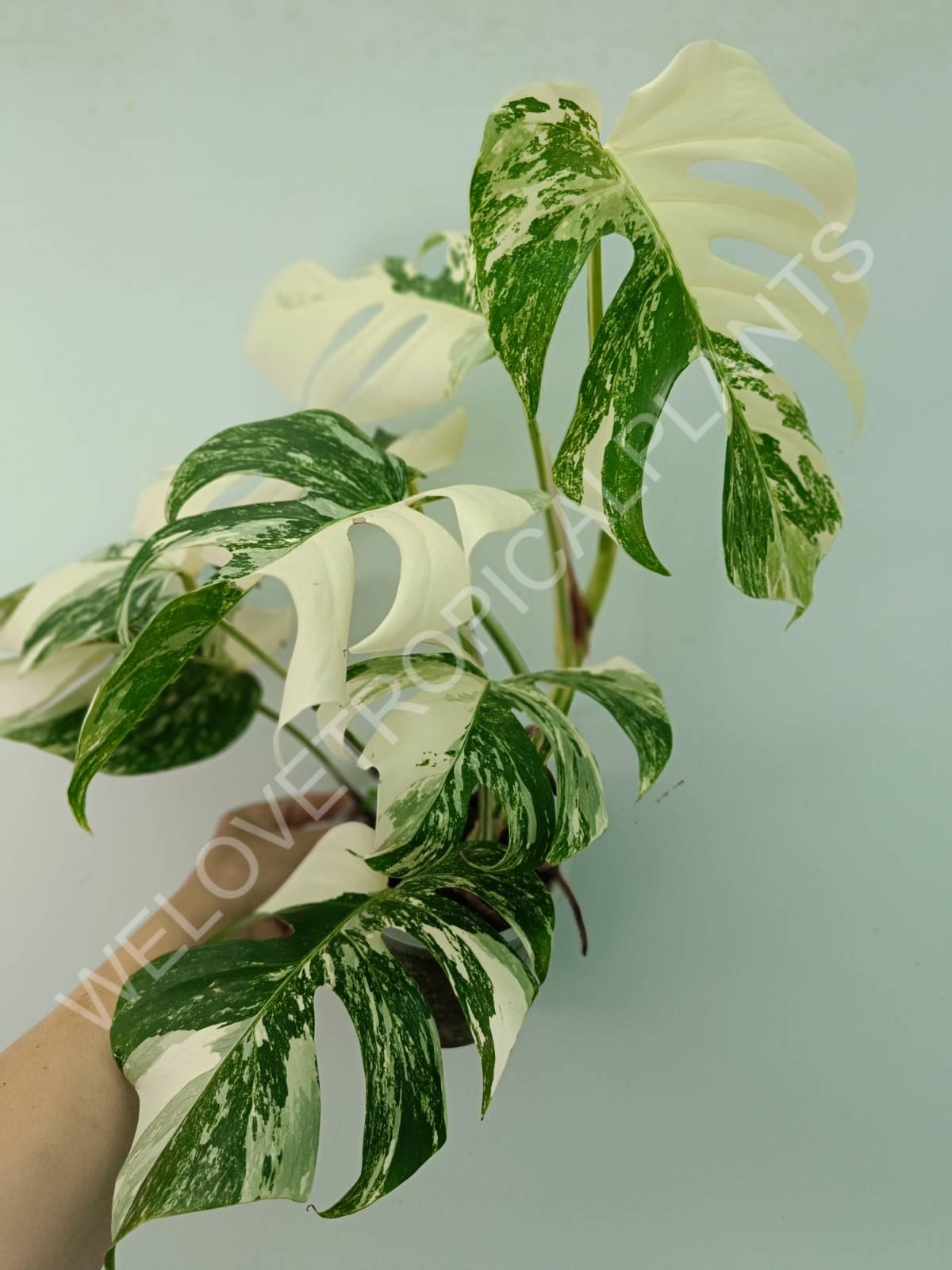 Monstera variegata albo