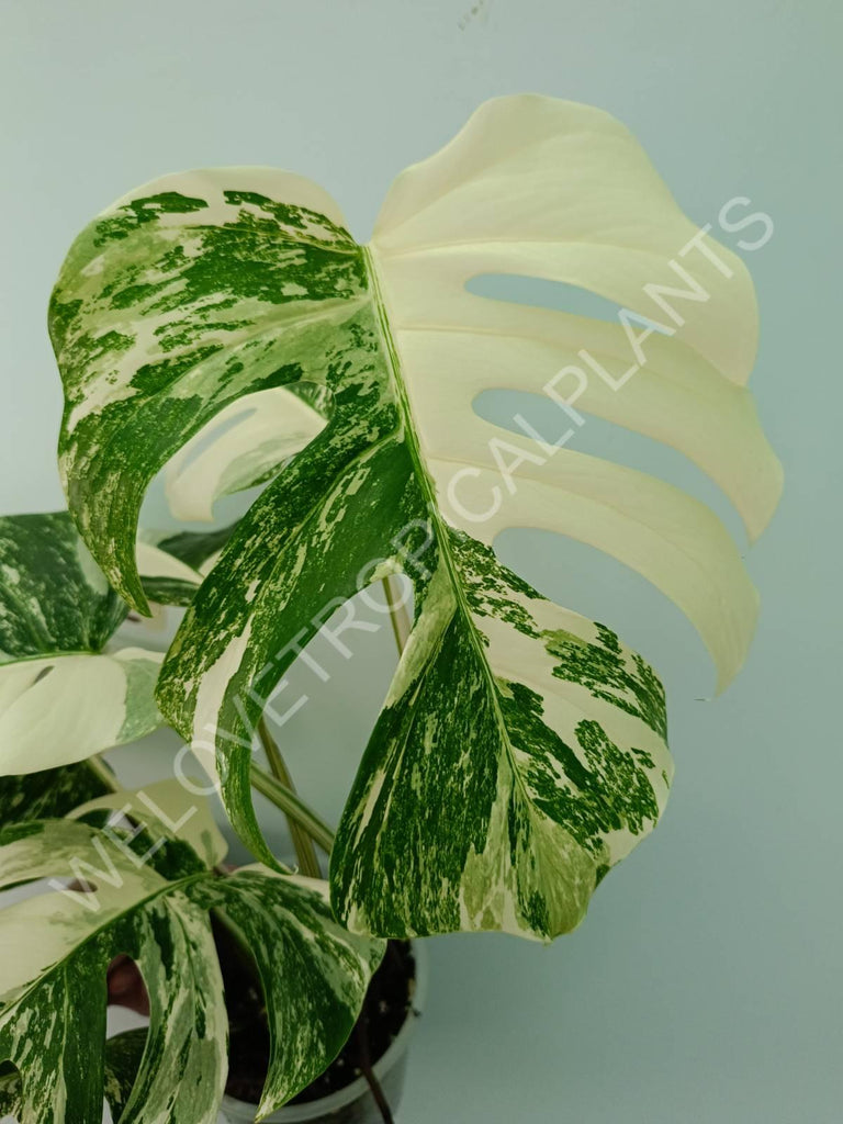 Monstera variegata albo