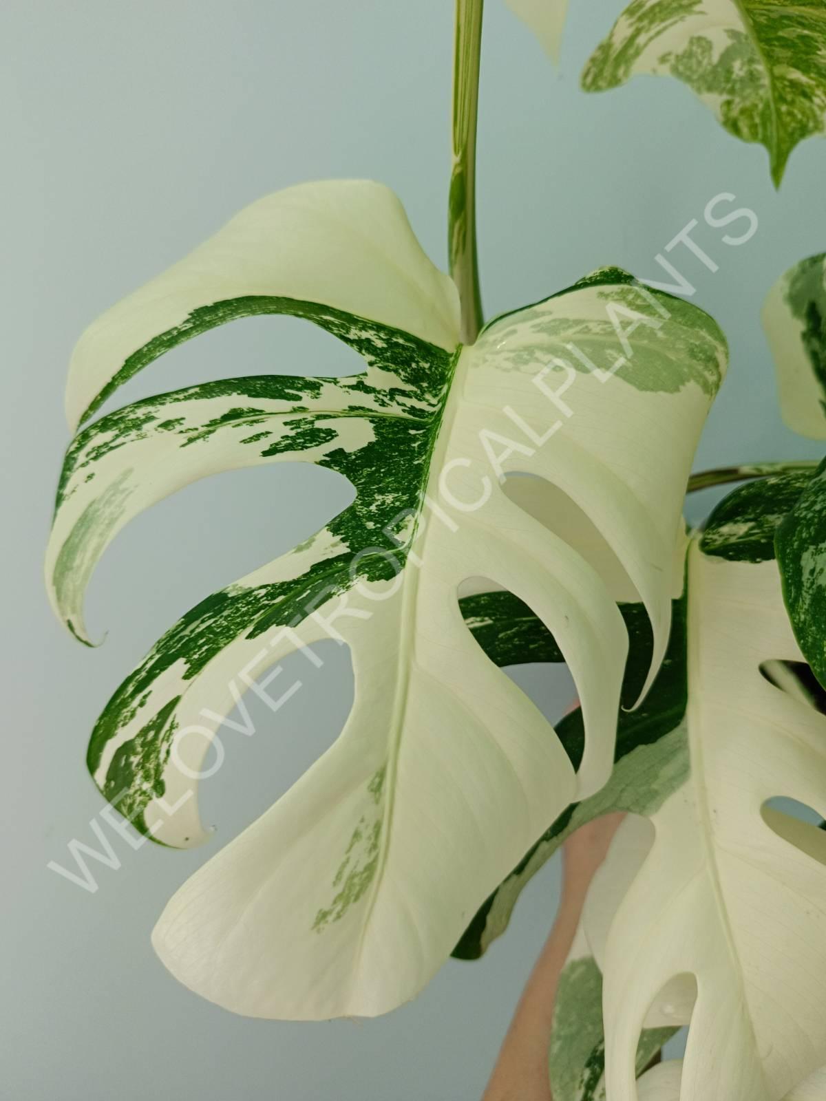 Monstera variegata albo