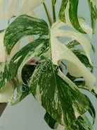 Monstera variegata albo